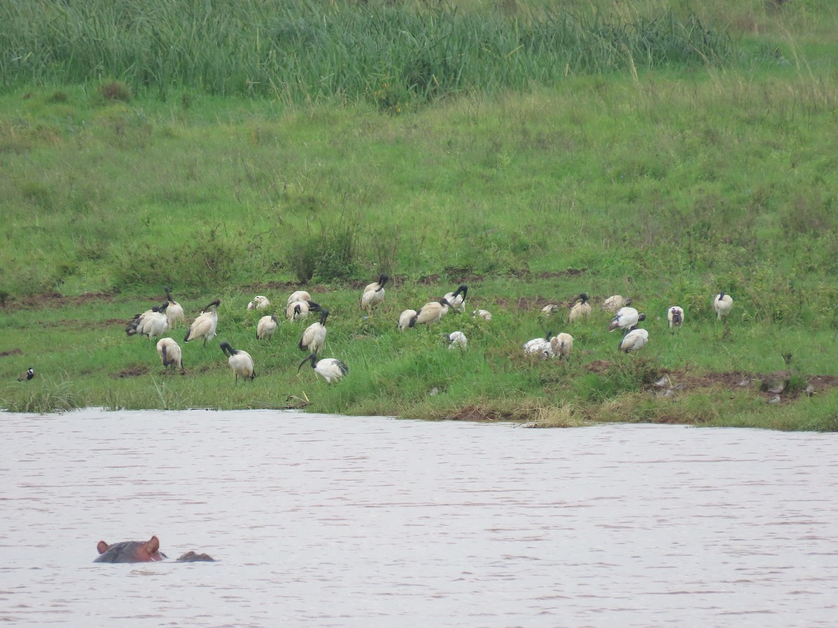 African Sacred Ibis - ML611531312