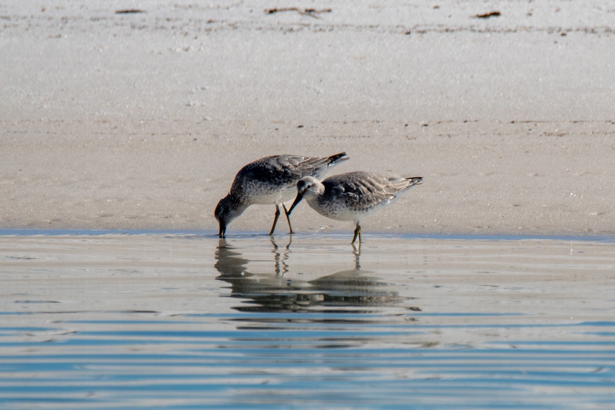 Red Knot - ML611531356