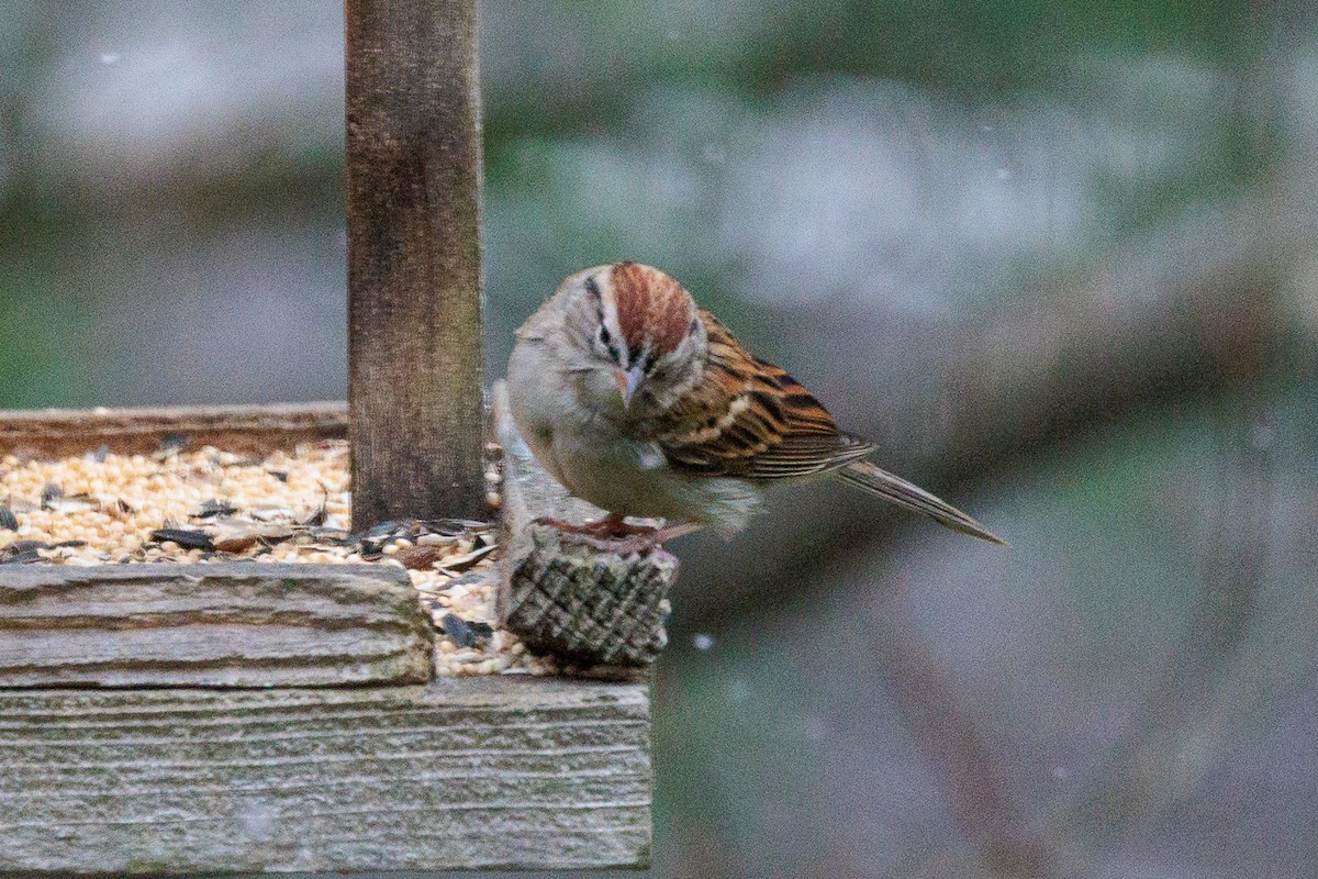 Chipping Sparrow - ML611531362