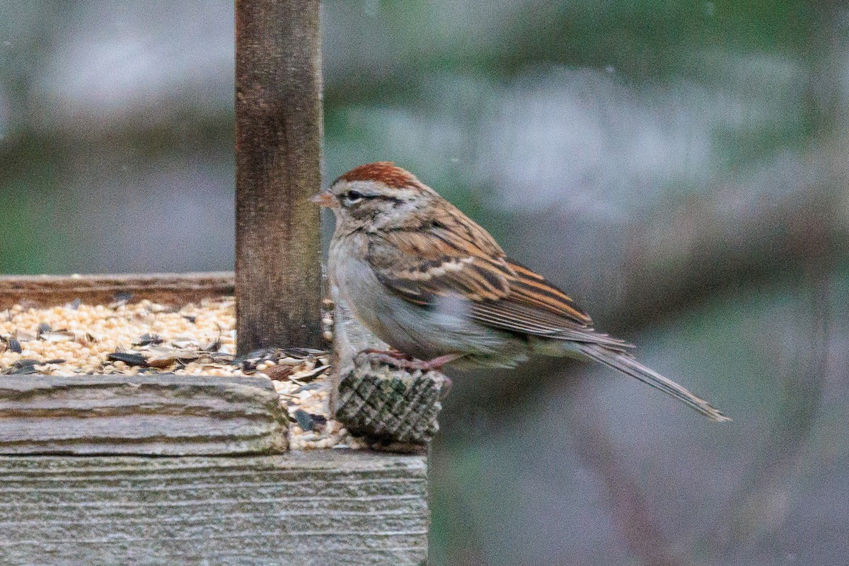 Chipping Sparrow - ML611531363