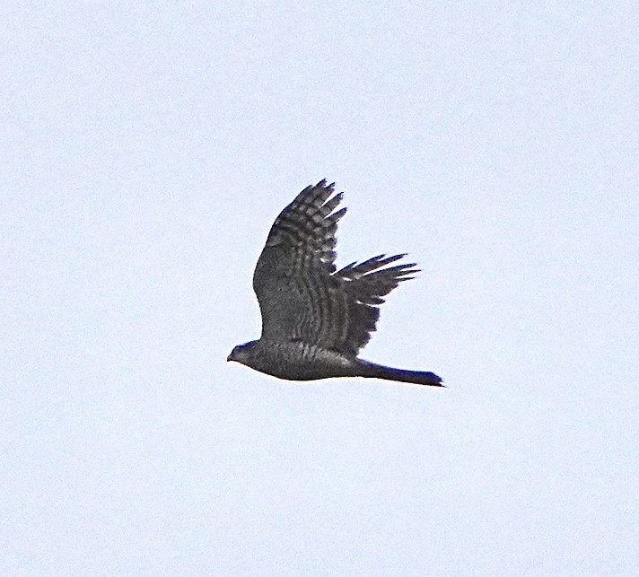 Eurasian Sparrowhawk - ML611531441
