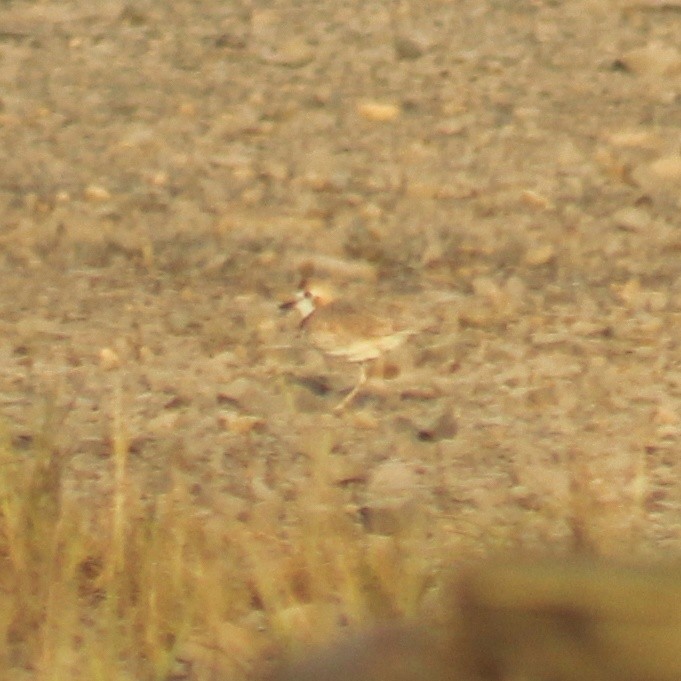 Collared Plover - ML611531643