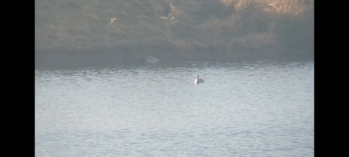 Common Goldeneye - ML611531709