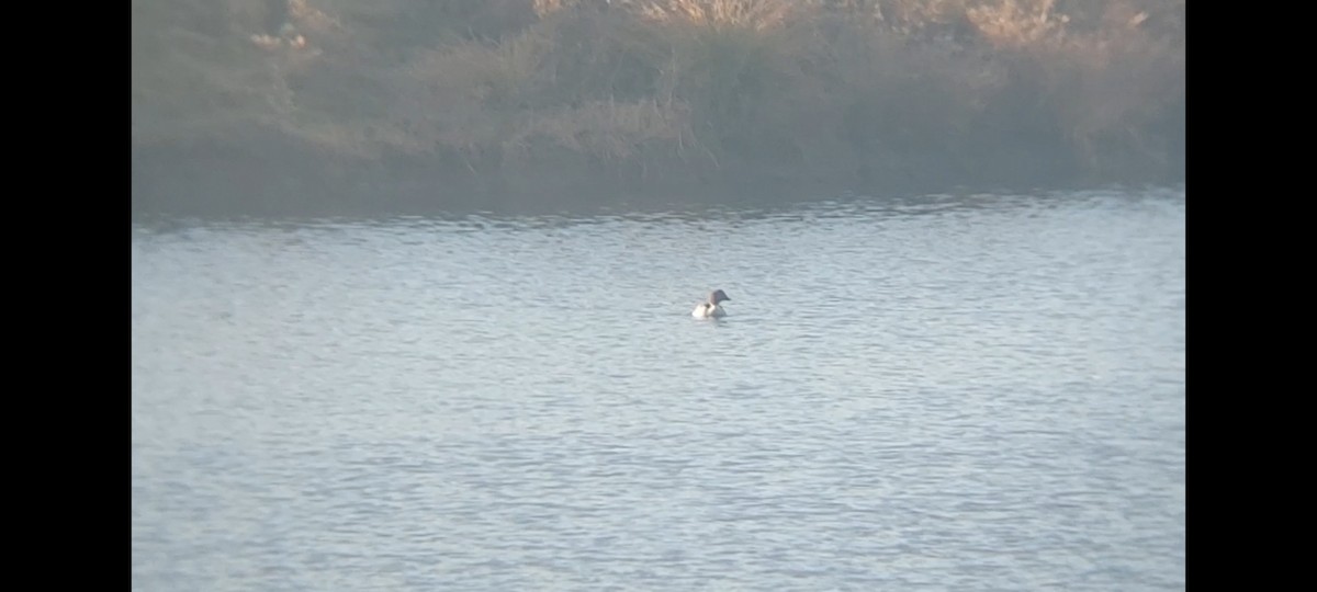 Common Goldeneye - ML611531710