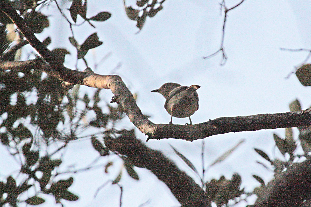 Malagasy Brush-Warbler - Stephen and Felicia Cook