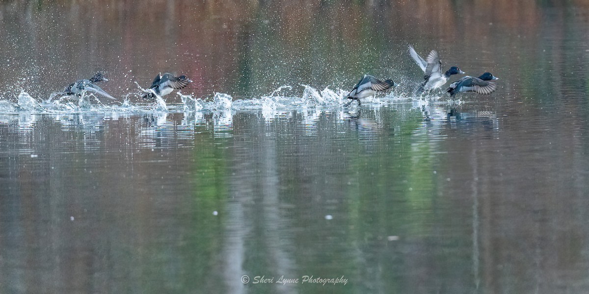 Ring-necked Duck - ML611531756