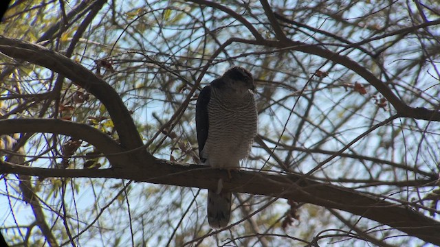 Eurasian Sparrowhawk - ML611531758