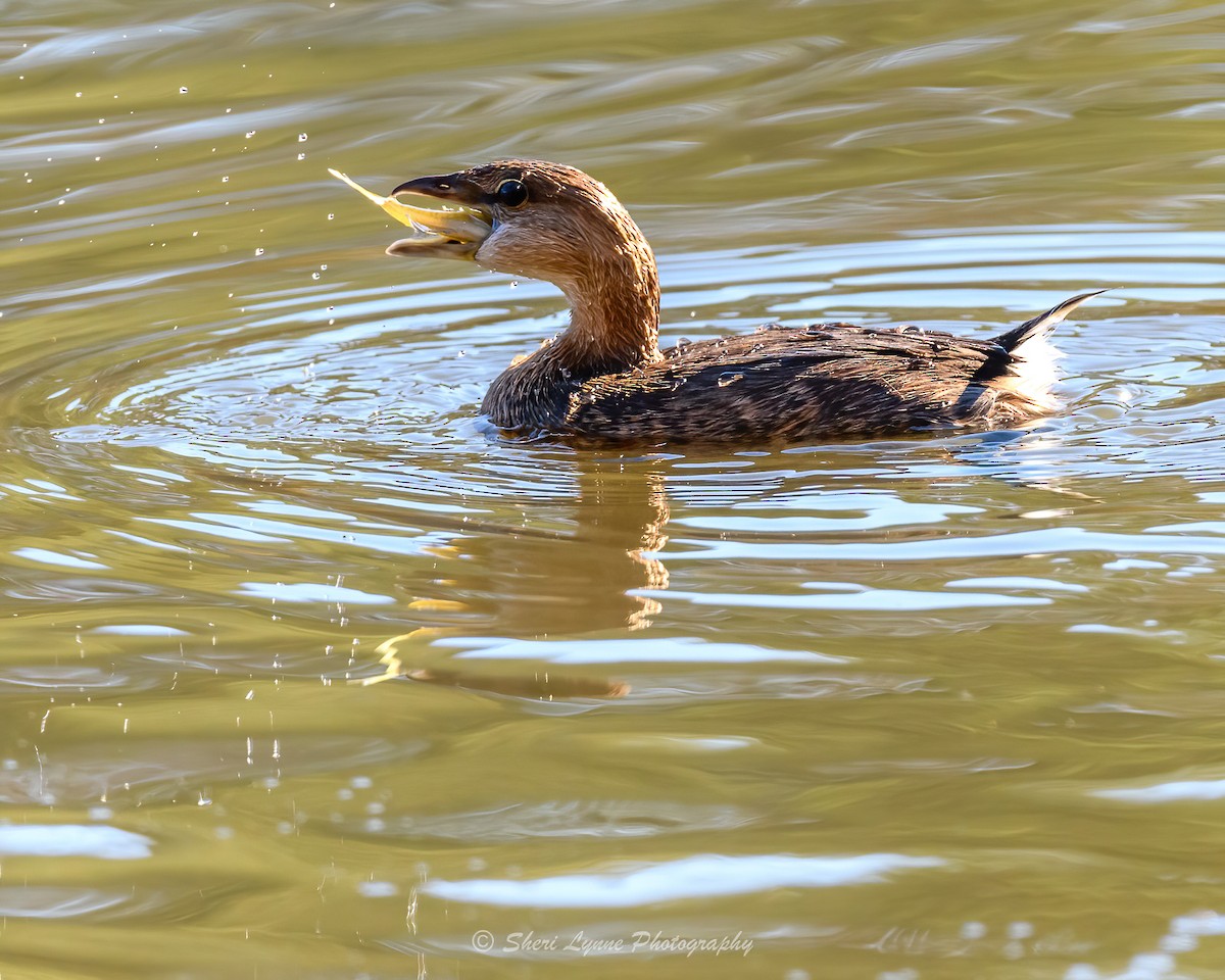 Pied-billed Grebe - ML611532153