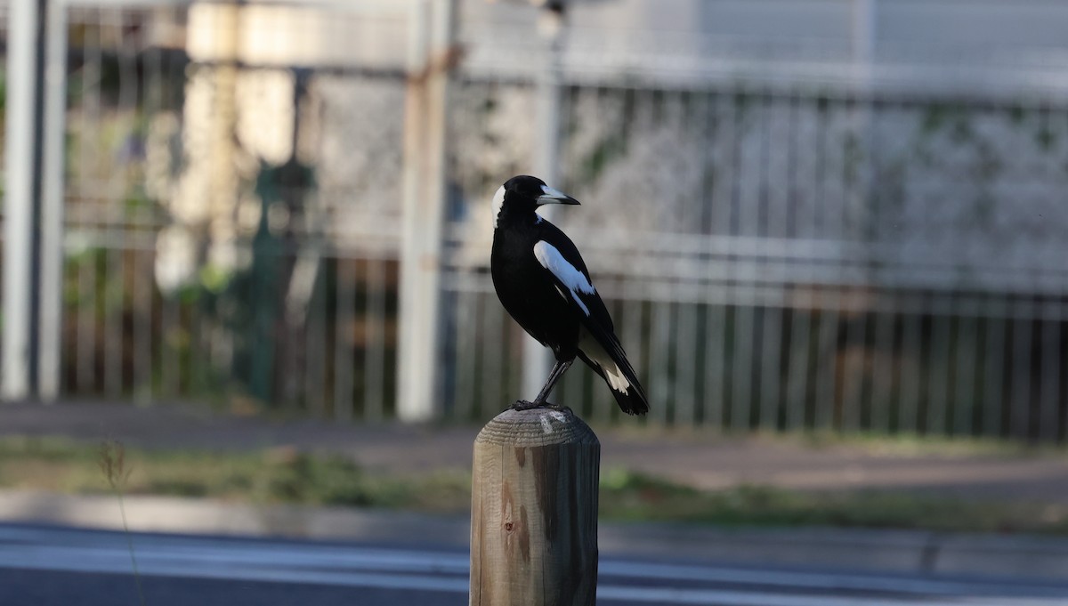 Australian Magpie - ML611532180