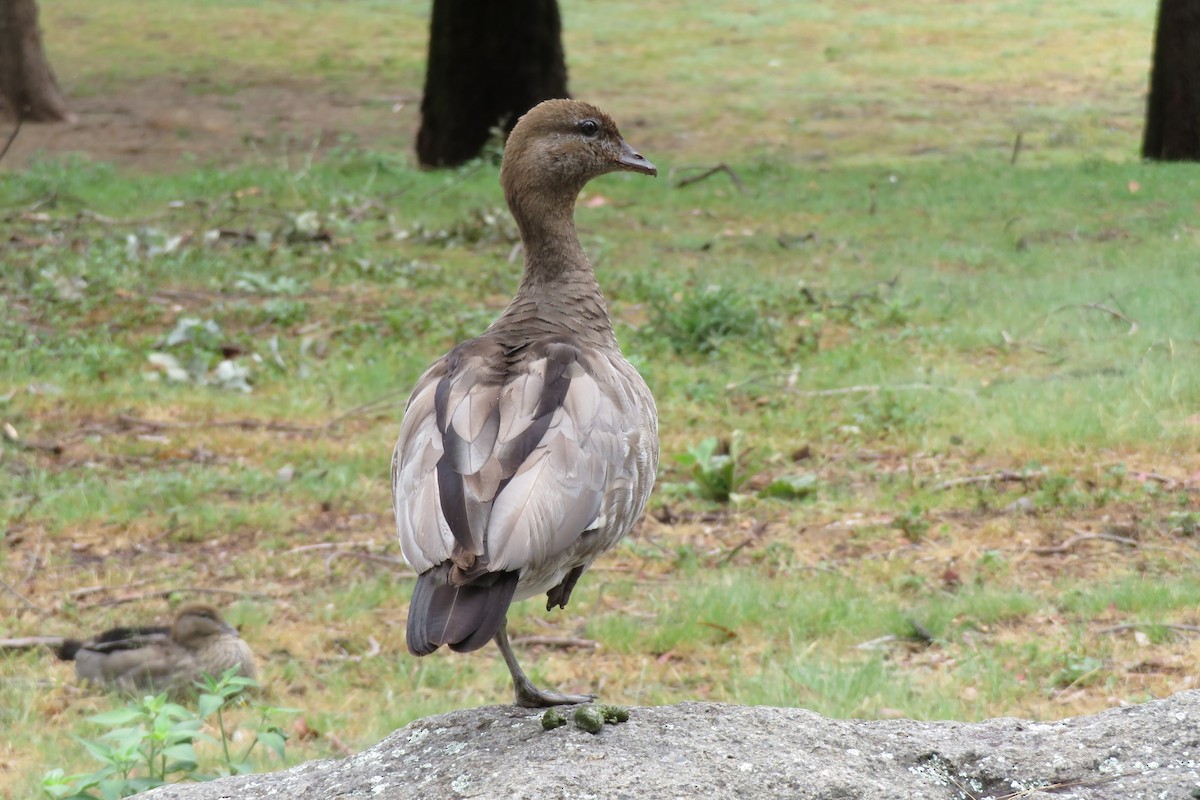 Canard à crinière - ML611532242