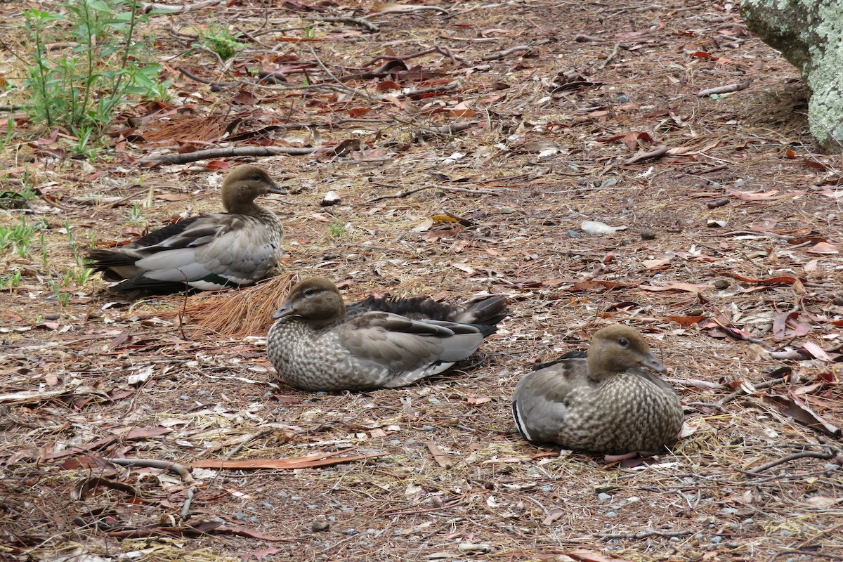 Maned Duck - ML611532243