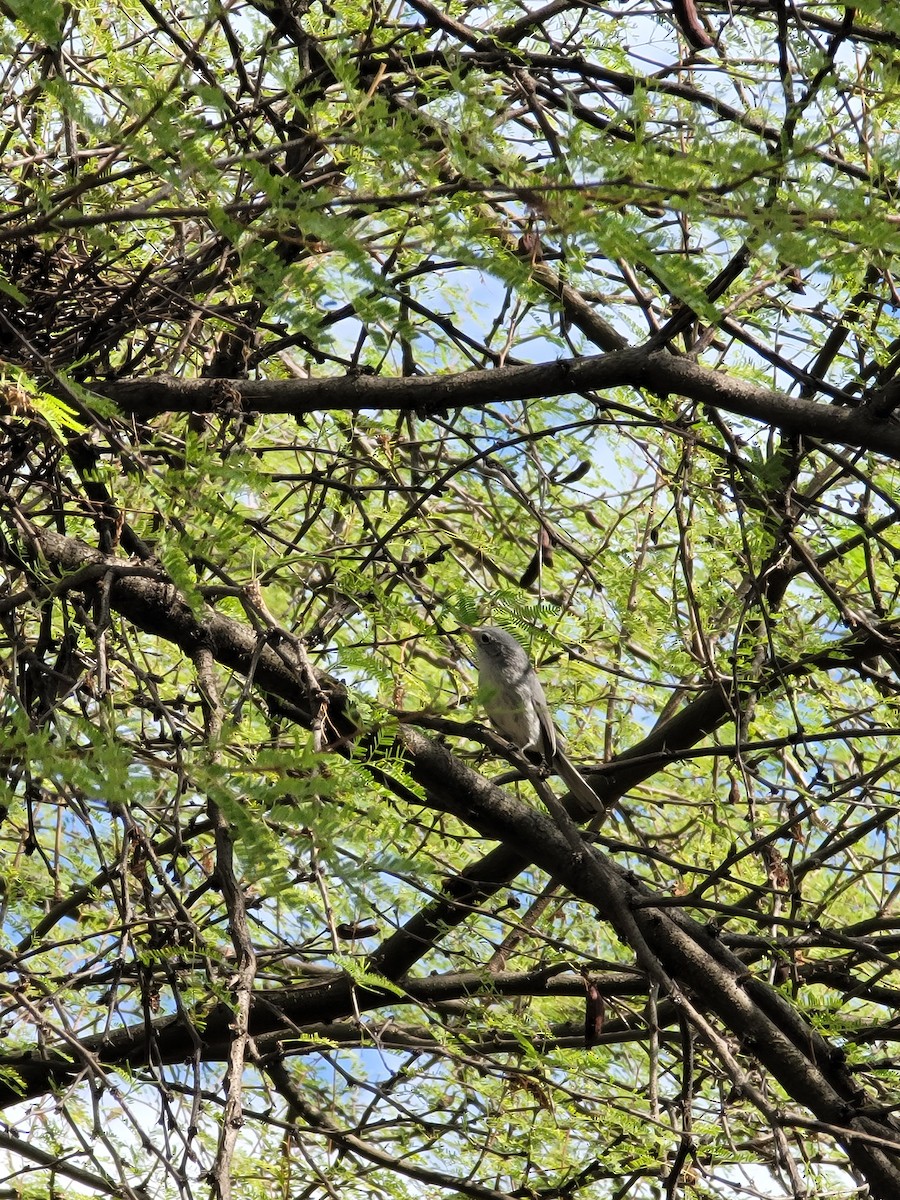 Blue-gray Gnatcatcher - ML611532245