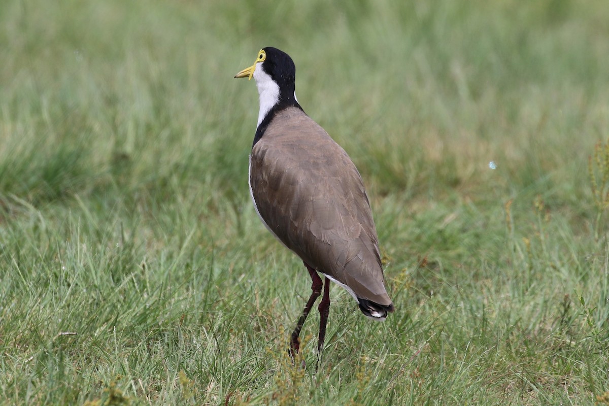 Masked Lapwing (Black-shouldered) - ML611532248