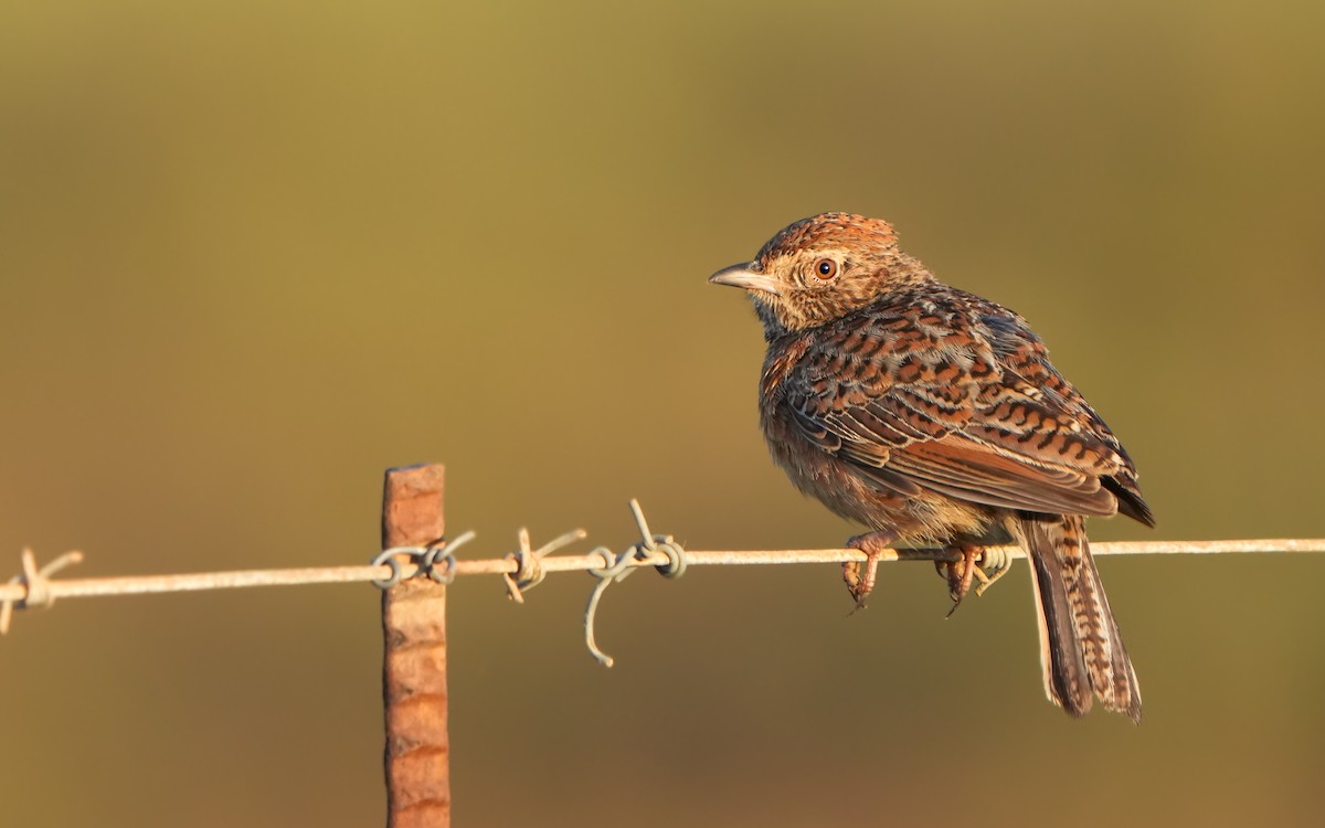 Cape Clapper Lark - ML611532253