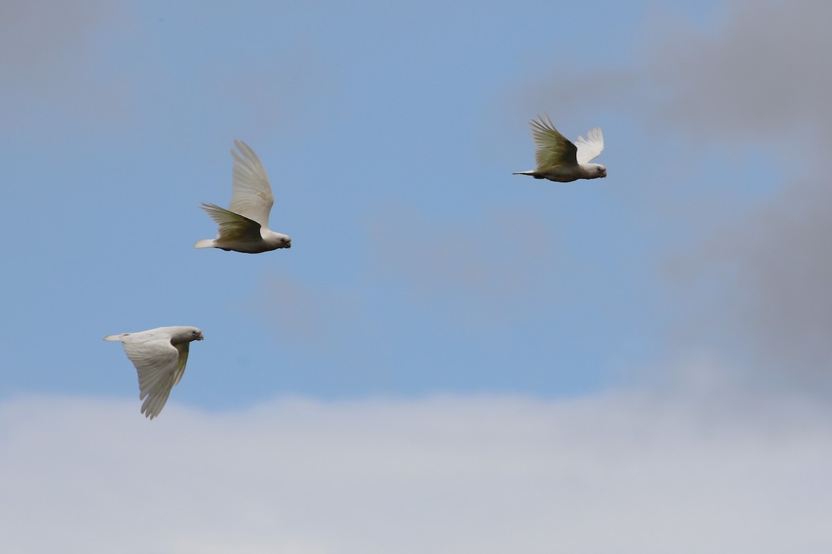 Cacatoès corella - ML611532274