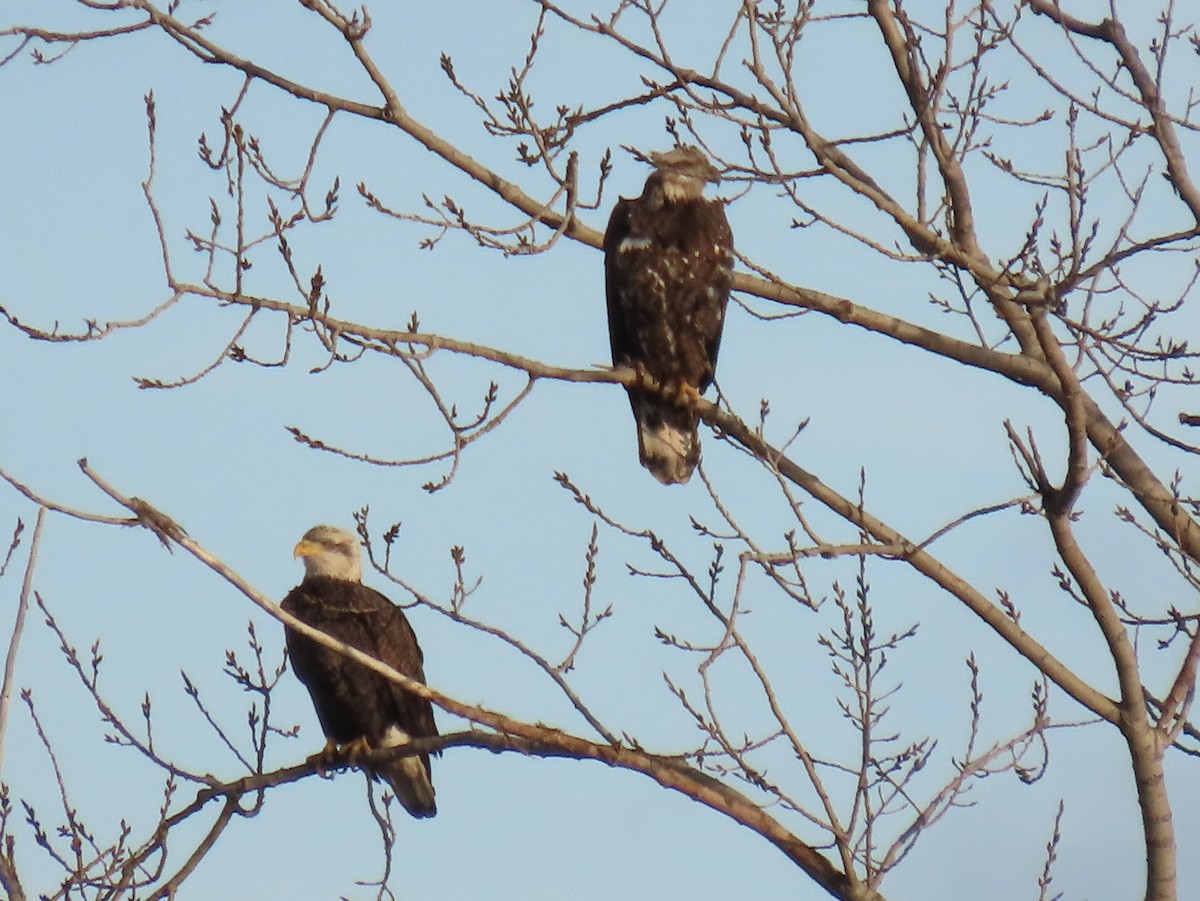 Bald Eagle - ML611532281