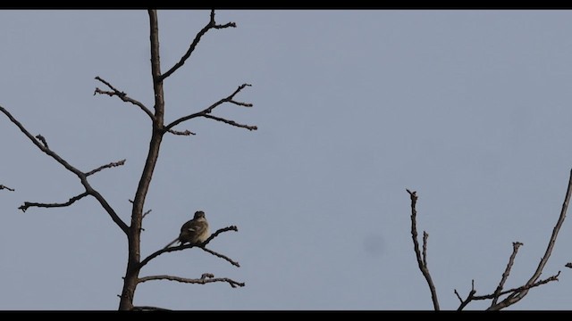 Gray Flycatcher - ML611532324