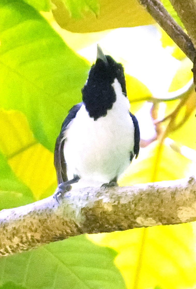 Black-tipped Monarch - Phil Davis