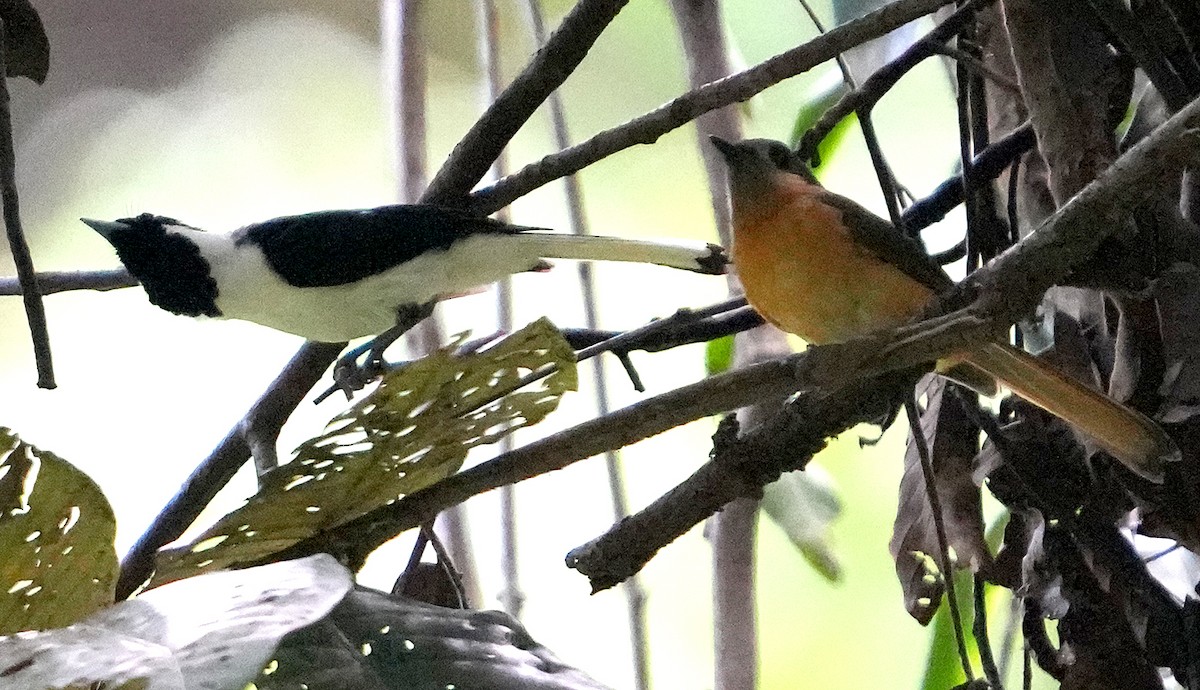 Black-tipped Monarch - Phil Davis