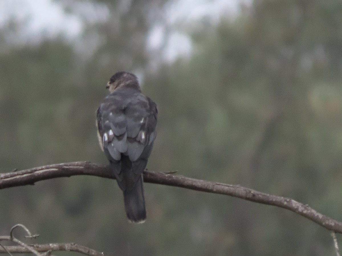 Levant Sparrowhawk - ML611532374