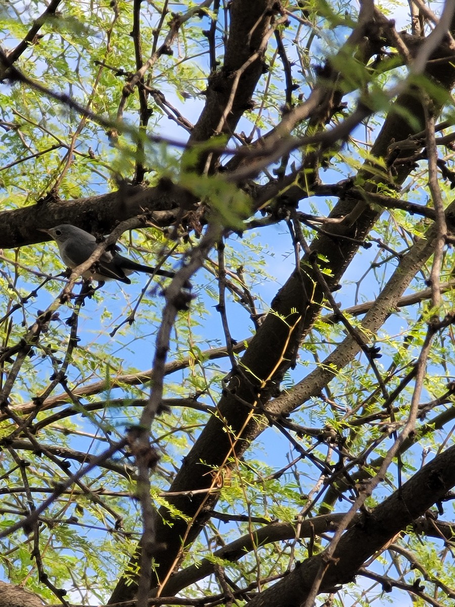 Blue-gray Gnatcatcher - ML611532376