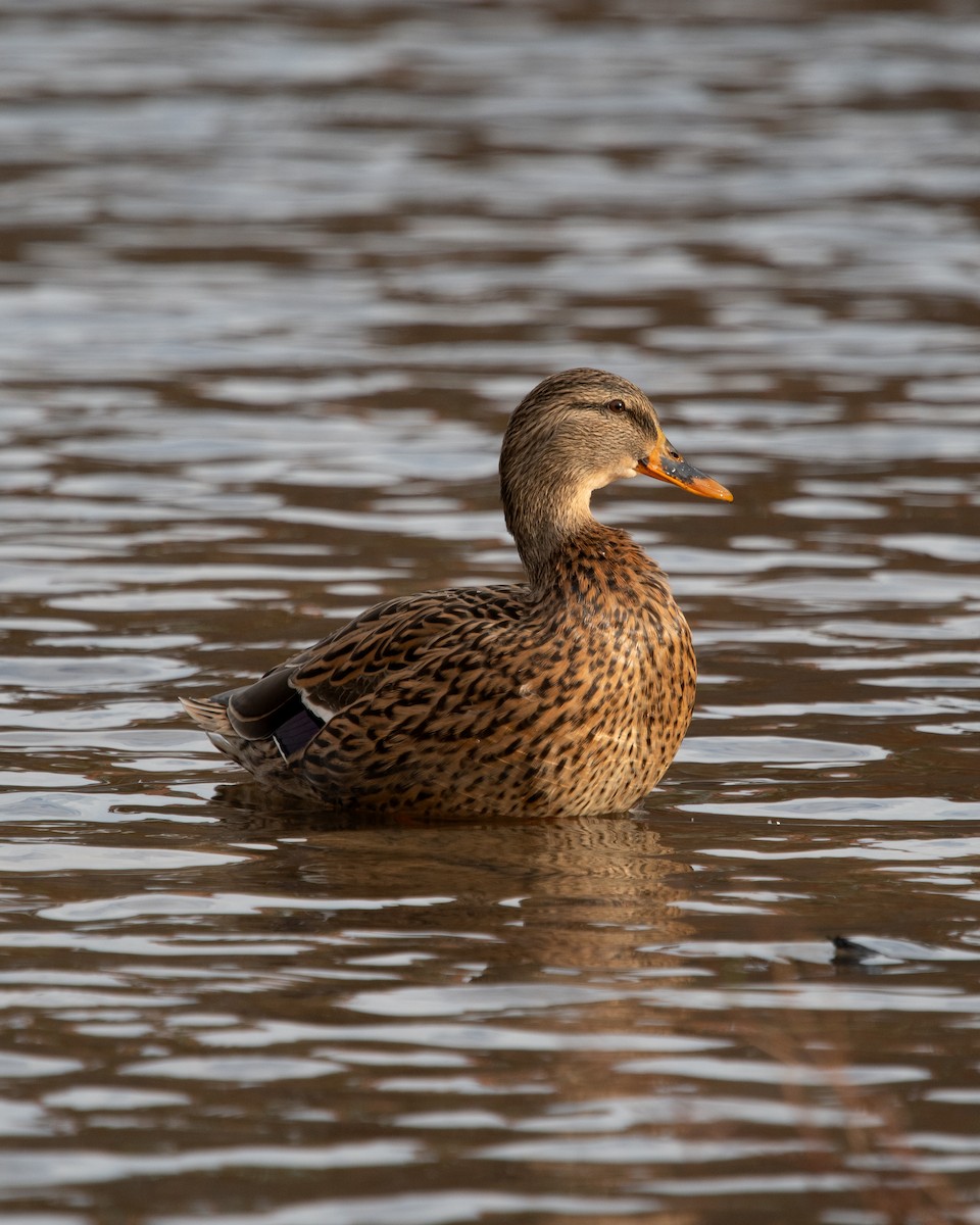Mallard - ML611532594