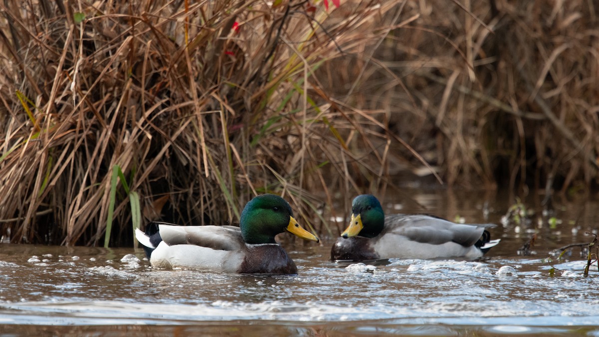 Mallard - ML611532595