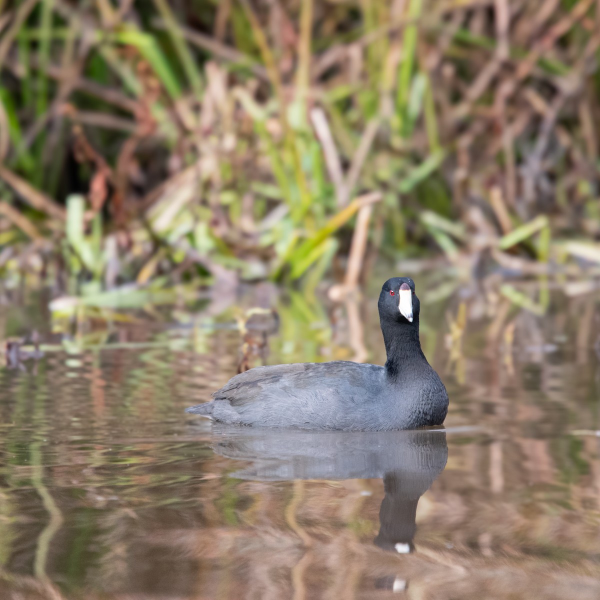 Indianerblässhuhn - ML611532610