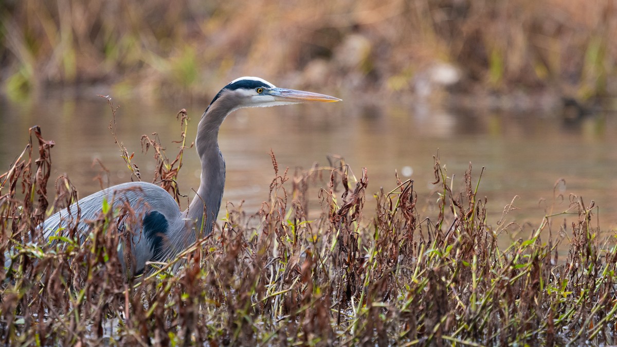 Kanadareiher - ML611532614