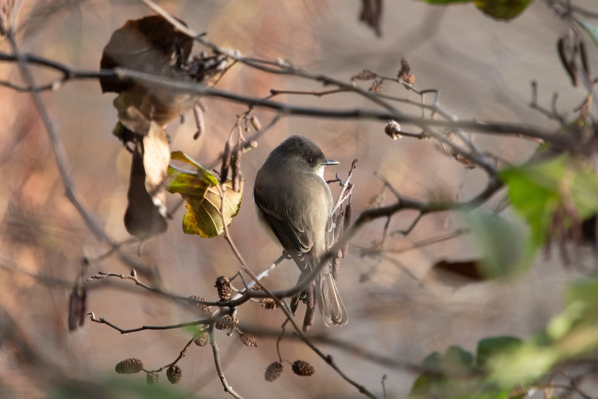 Eastern Phoebe - ML611532626