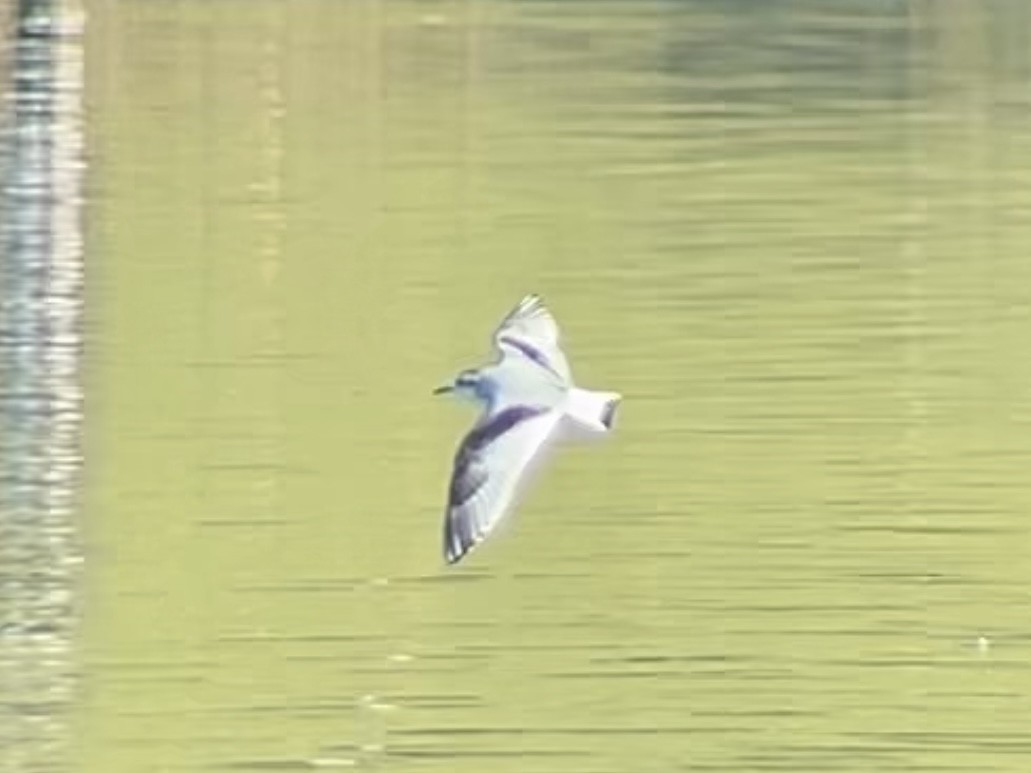 Little Gull - ML611532627