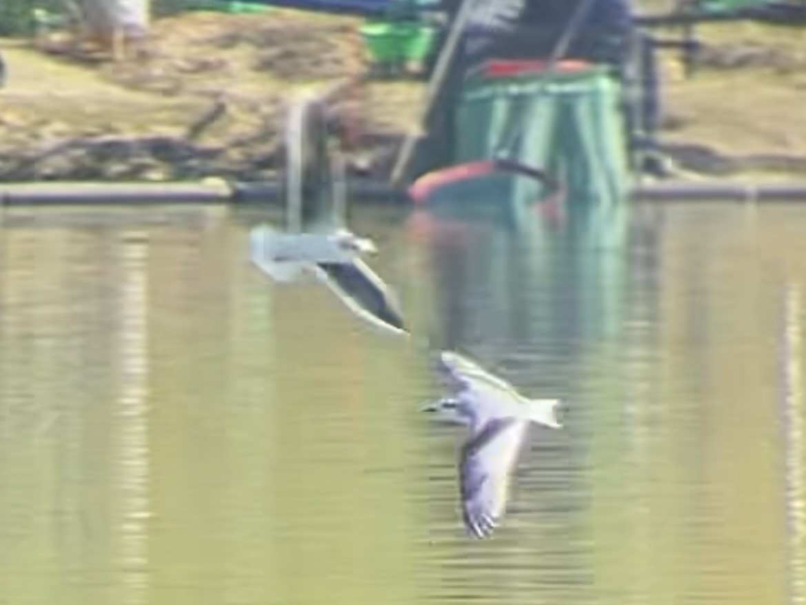 Little Gull - ML611532628