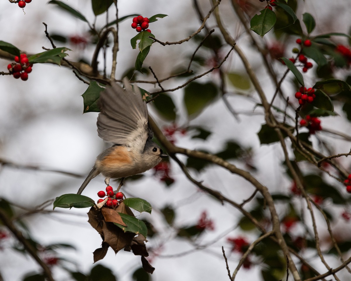 Tufted Titmouse - ML611532629