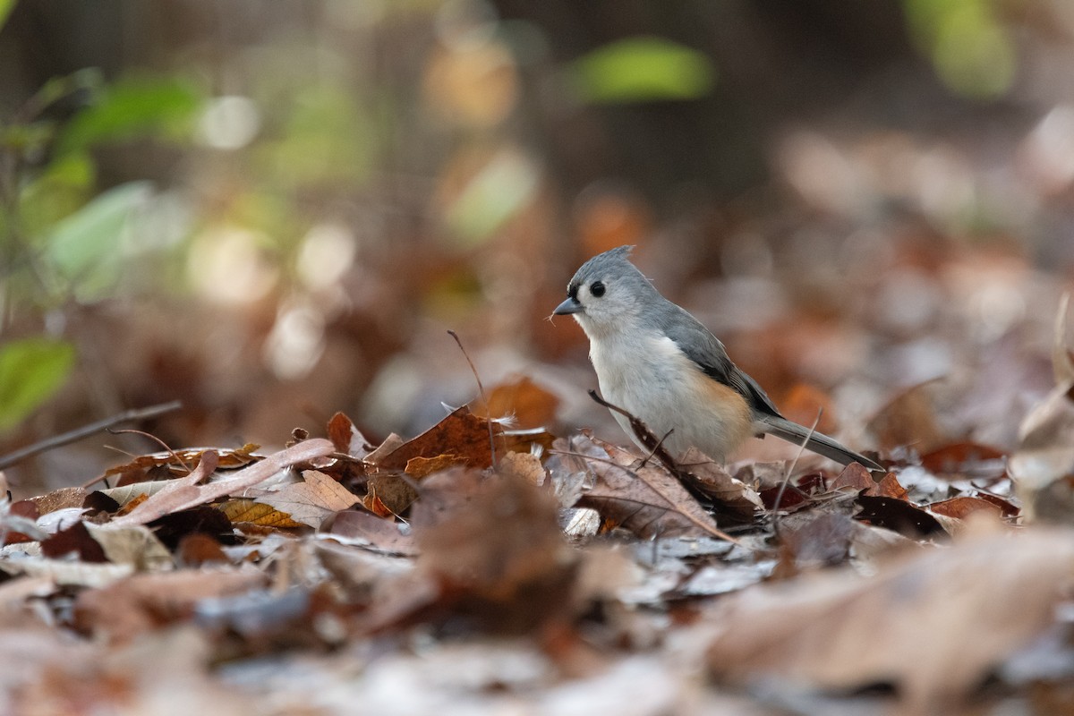 Tufted Titmouse - ML611532630