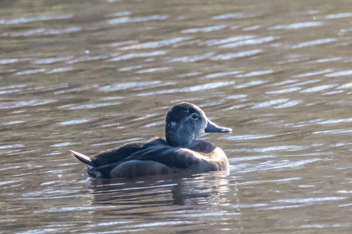 Ring-necked Duck - ML611532635