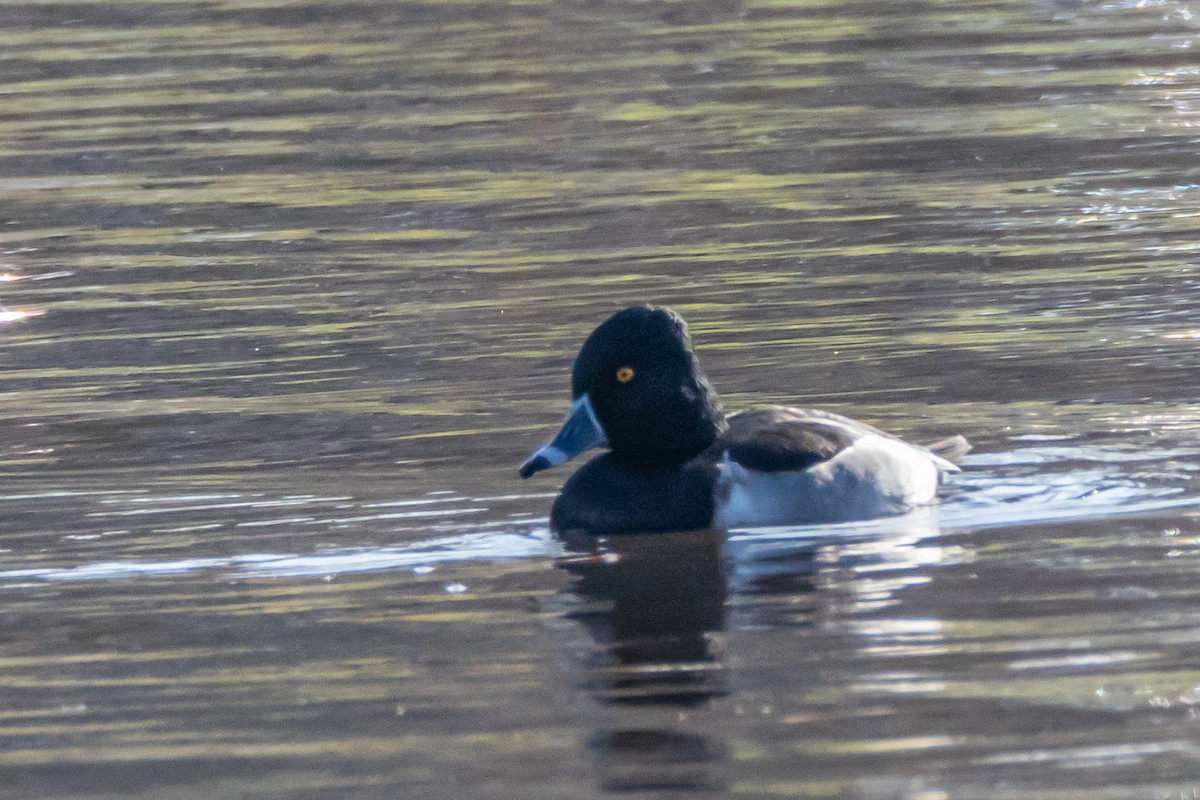 Ring-necked Duck - ML611532636