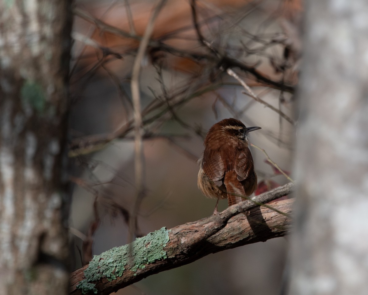 Carolina Wren - ML611532640