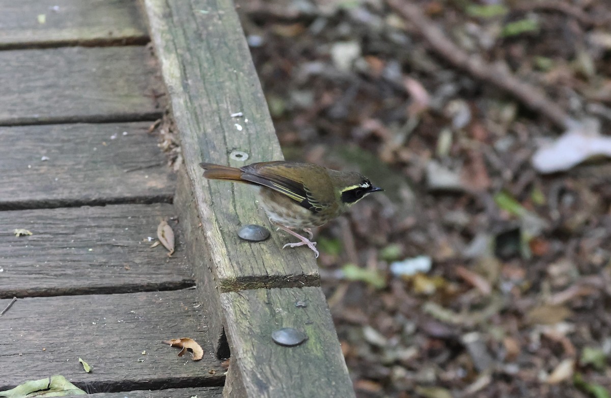 Yellow-throated Scrubwren - ML611532668