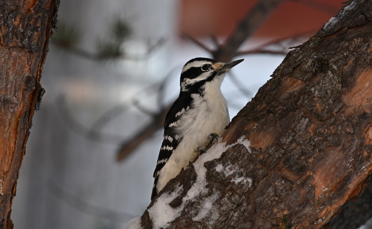 Hairy Woodpecker - brian bishop
