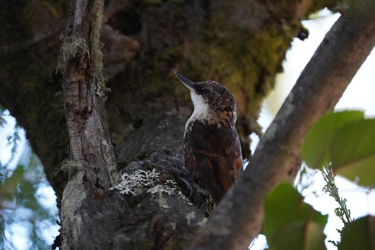 White-throated Treerunner - ML611532789