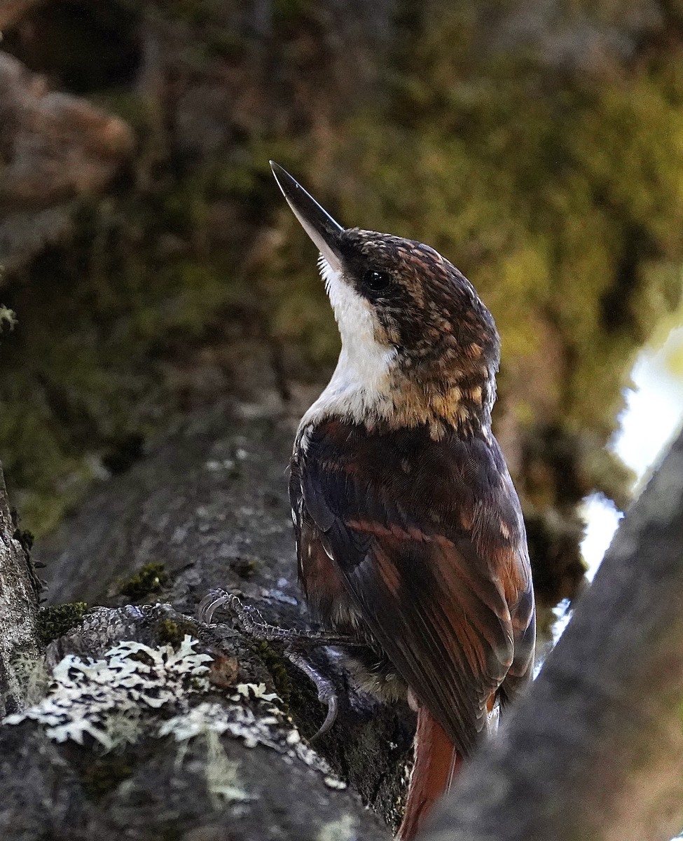 White-throated Treerunner - ML611532790