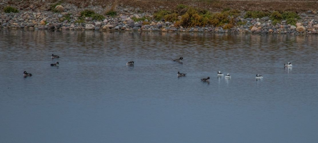 Bufflehead - stan croft