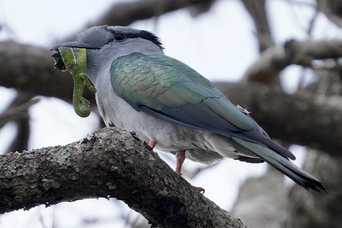 Cuckoo-roller - ML611532874