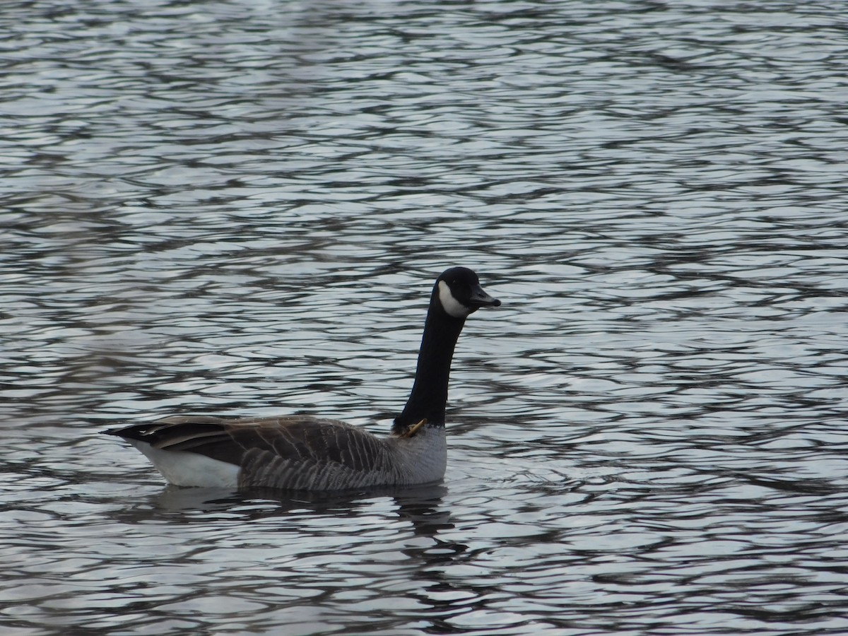 Canada Goose - ML611532918