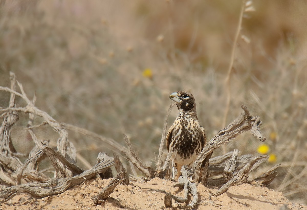 ハシブトヒバリ - ML611532948