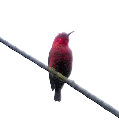 Myzomèle de Forbes (wakoloensis) - ML611532990