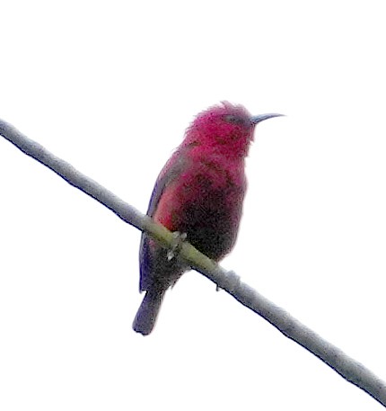 Mielero del Wakolo (wakoloensis) - ML611532992