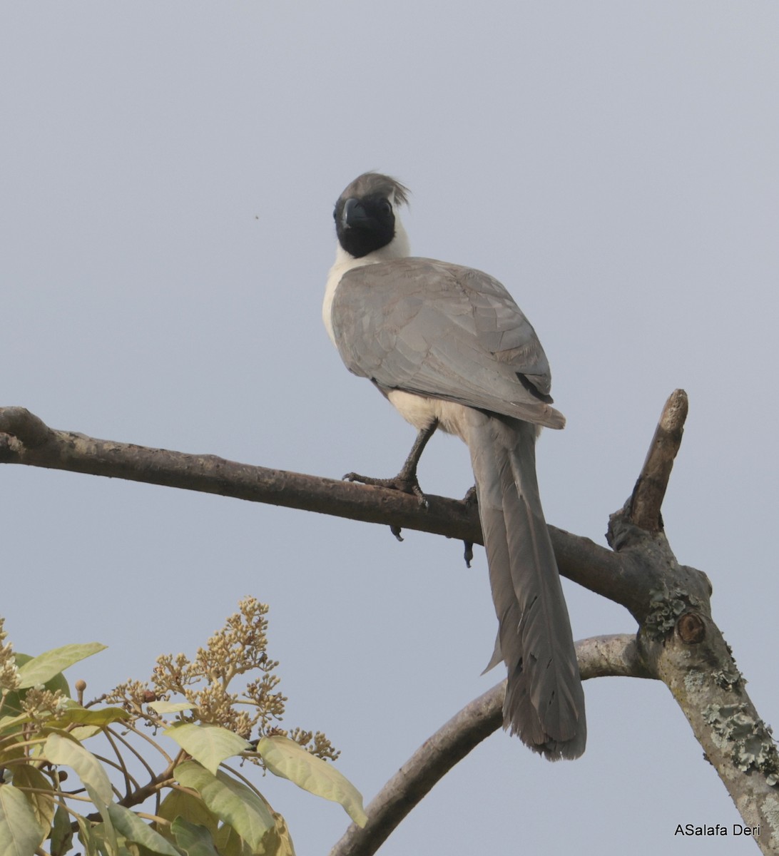 Bare-faced Go-away-bird (Black-faced) - ML611533054