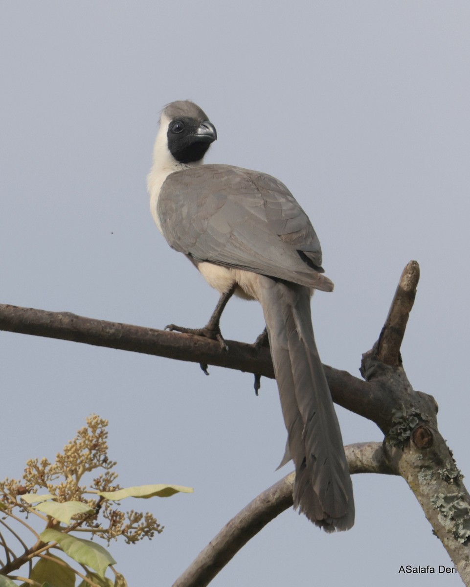 Bare-faced Go-away-bird (Black-faced) - ML611533055