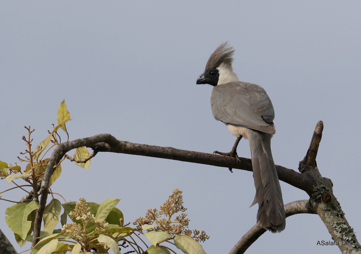 Bare-faced Go-away-bird (Black-faced) - ML611533058